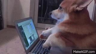 Dog typing at a computer