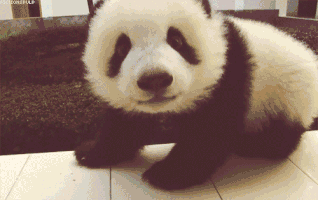 Panda curiousity