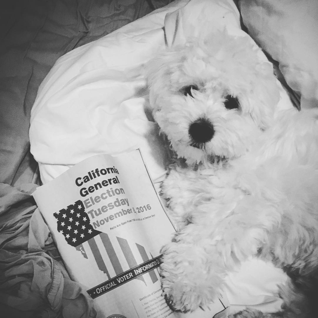A puppy with a voter guide